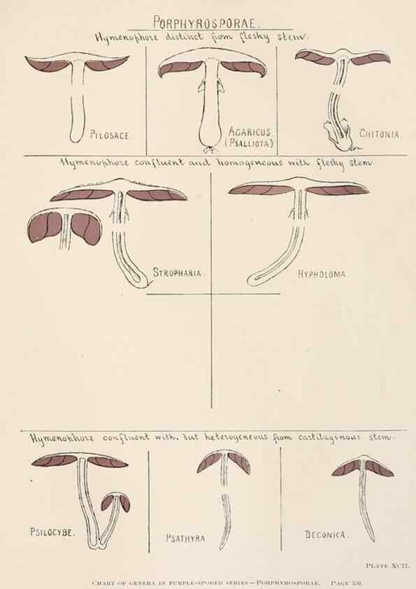Reproducción/Reproduction 8535971399: Toadstools, mushrooms, fungi, edible and poisonous;. Indianapolis,The Bowen-Merrill Company[c1902]
