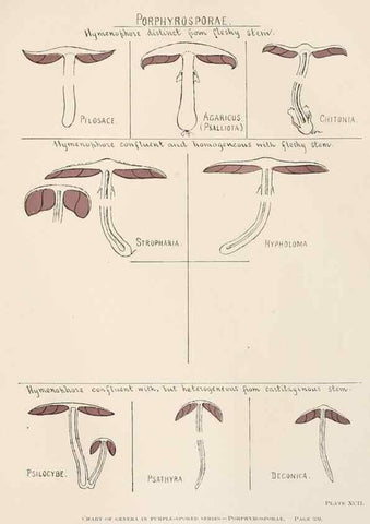 Reproducción/Reproduction 8535971399: Toadstools, mushrooms, fungi, edible and poisonous;. Indianapolis,The Bowen-Merrill Company[c1902]