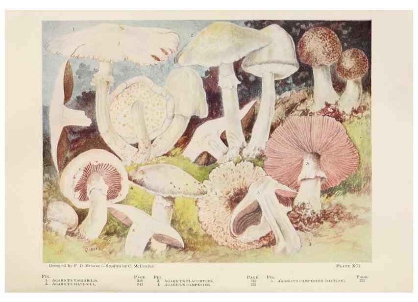 Reproducción/Reproduction 8537076434: Toadstools, mushrooms, fungi, edible and poisonous;. Indianapolis,The Bowen-Merrill Company[c1902]