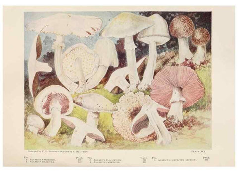 Reproducción/Reproduction 8537076434: Toadstools, mushrooms, fungi, edible and poisonous;. Indianapolis,The Bowen-Merrill Company[c1902]