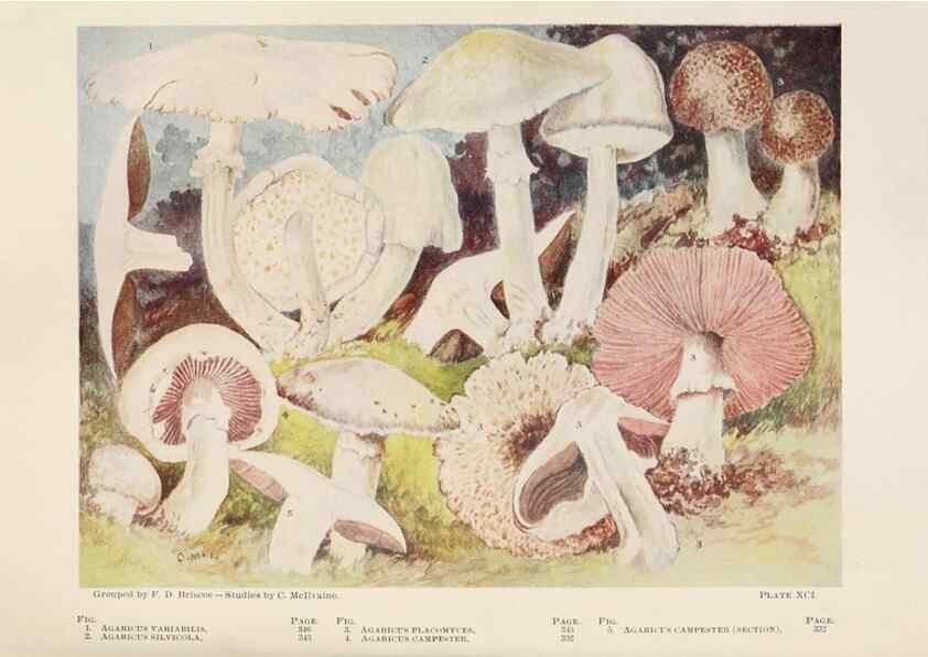 Reproducción/Reproduction 8537076434: Toadstools, mushrooms, fungi, edible and poisonous;. Indianapolis,The Bowen-Merrill Company[c1902]