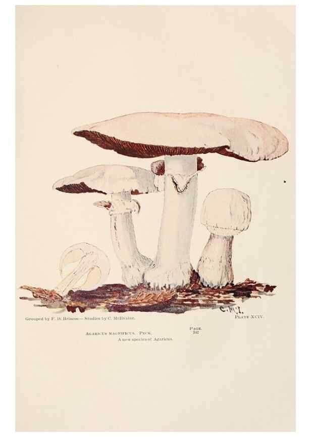 Reproducción/Reproduction 8535972073: Toadstools, mushrooms, fungi, edible and poisonous;. Indianapolis,The Bowen-Merrill Company[c1902]