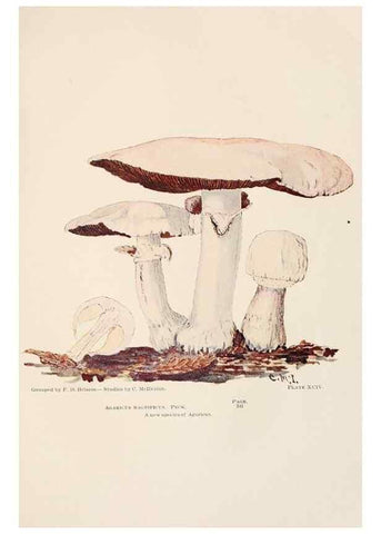 Reproducción/Reproduction 8535972073: Toadstools, mushrooms, fungi, edible and poisonous;. Indianapolis,The Bowen-Merrill Company[c1902]