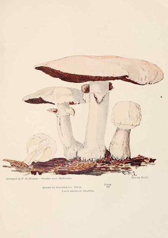 Reproducción/Reproduction 8535972073: Toadstools, mushrooms, fungi, edible and poisonous;. Indianapolis,The Bowen-Merrill Company[c1902]