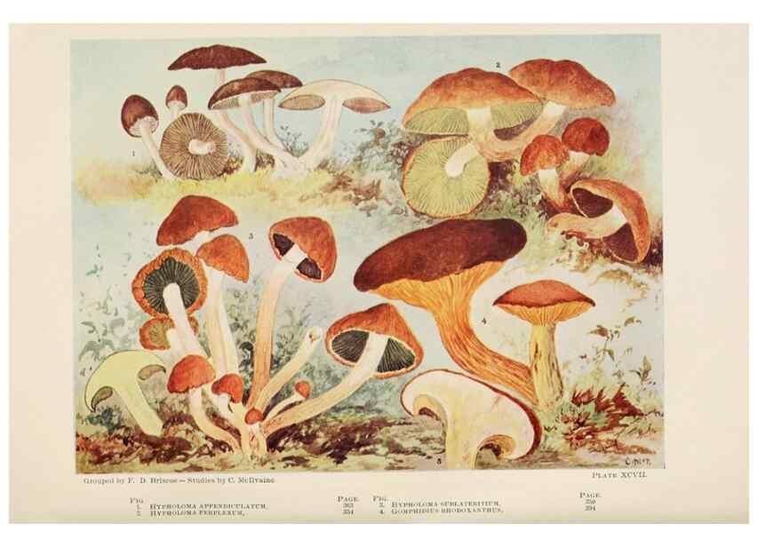 Reproducción/Reproduction 8535972473: Toadstools, mushrooms, fungi, edible and poisonous;. Indianapolis,The Bowen-Merrill Company[c1902]