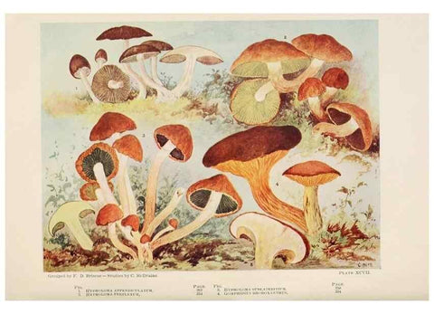 Reproducción/Reproduction 8535972473: Toadstools, mushrooms, fungi, edible and poisonous;. Indianapolis,The Bowen-Merrill Company[c1902]