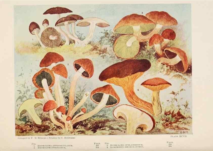 Reproducción/Reproduction 8535972473: Toadstools, mushrooms, fungi, edible and poisonous;. Indianapolis,The Bowen-Merrill Company[c1902]