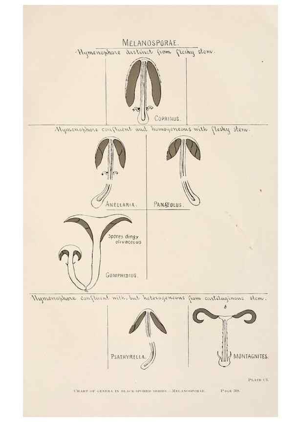 Reproducción/Reproduction 8537078352: Toadstools, mushrooms, fungi, edible and poisonous;. Indianapolis,The Bowen-Merrill Company[c1902]