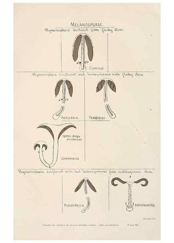 Reproducción/Reproduction 8537078352: Toadstools, mushrooms, fungi, edible and poisonous;. Indianapolis,The Bowen-Merrill Company[c1902]
