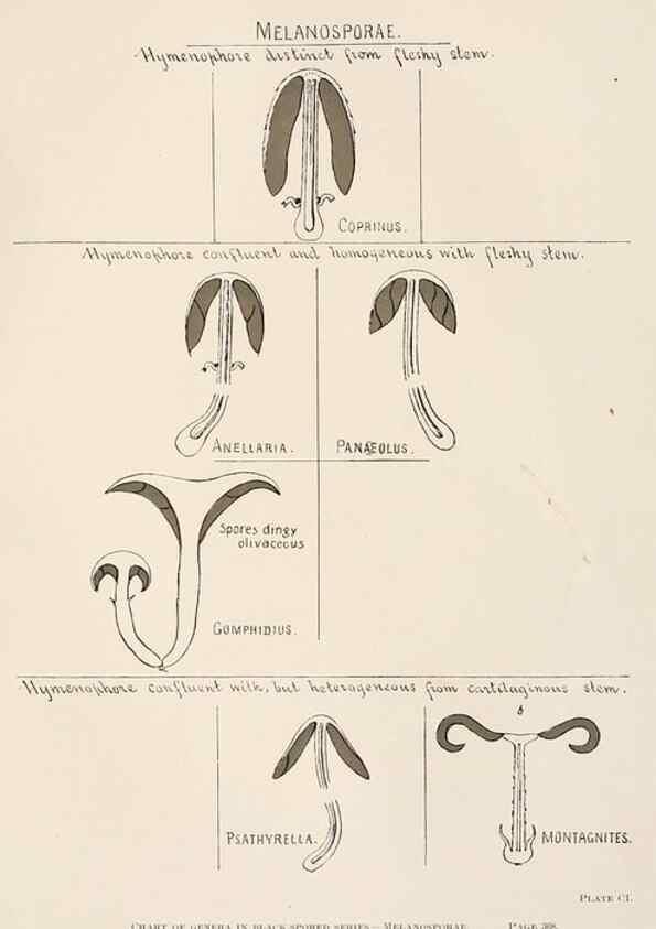 Reproducción/Reproduction 8537078352: Toadstools, mushrooms, fungi, edible and poisonous;. Indianapolis,The Bowen-Merrill Company[c1902]