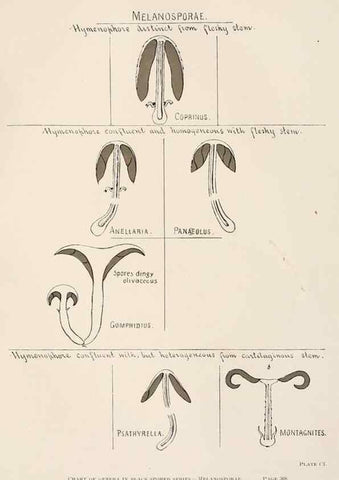Reproducción/Reproduction 8537078352: Toadstools, mushrooms, fungi, edible and poisonous;. Indianapolis,The Bowen-Merrill Company[c1902]