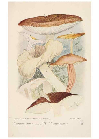 Reproducción/Reproduction 8537069868: Toadstools, mushrooms, fungi, edible and poisonous;. Indianapolis,The Bowen-Merrill Company[c1902]