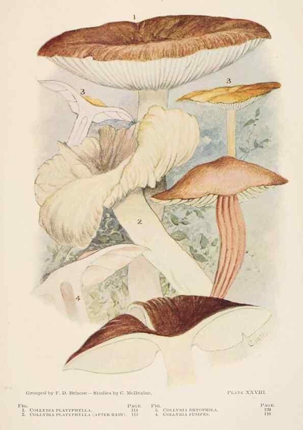Reproducción/Reproduction 8537069868: Toadstools, mushrooms, fungi, edible and poisonous;. Indianapolis,The Bowen-Merrill Company[c1902]