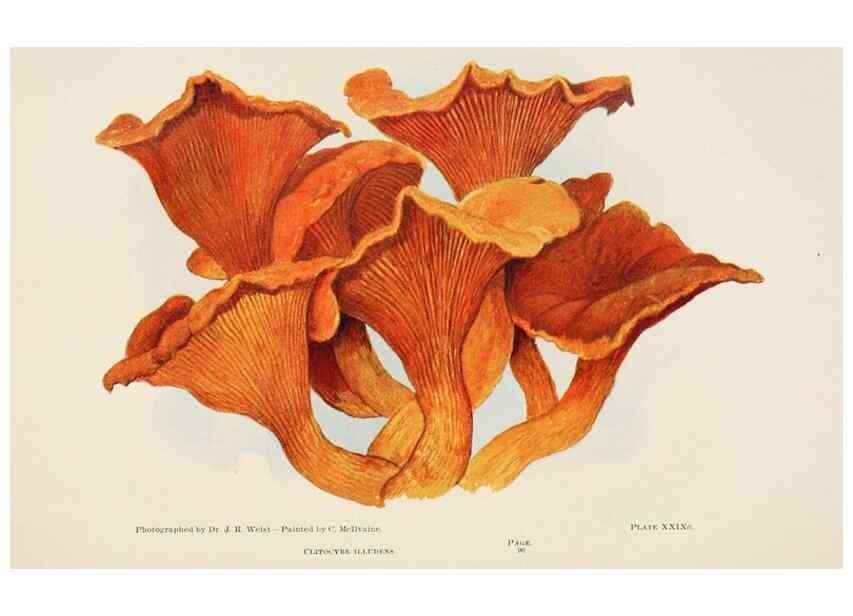 Reproducción/Reproduction 8537066162: Toadstools, mushrooms, fungi, edible and poisonous;. Indianapolis,The Bowen-Merrill Company[c1902]