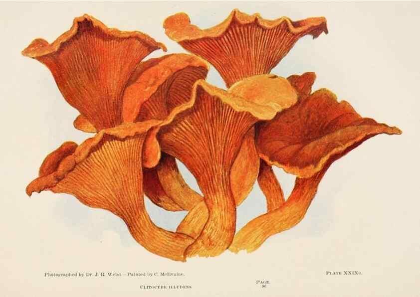 Reproducción/Reproduction 8537066162: Toadstools, mushrooms, fungi, edible and poisonous;. Indianapolis,The Bowen-Merrill Company[c1902]