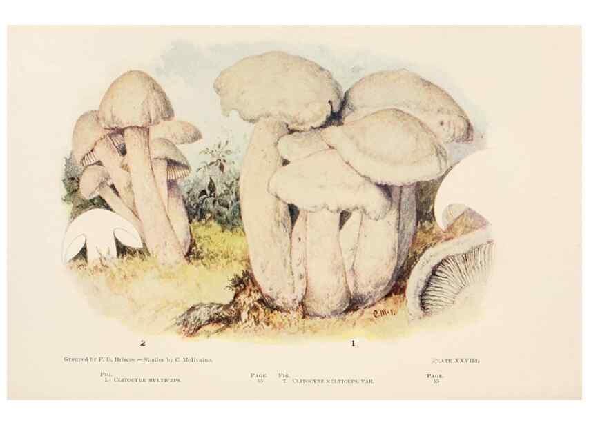 Reproducción/Reproduction 8537065810: Toadstools, mushrooms, fungi, edible and poisonous;. Indianapolis,The Bowen-Merrill Company[c1902]