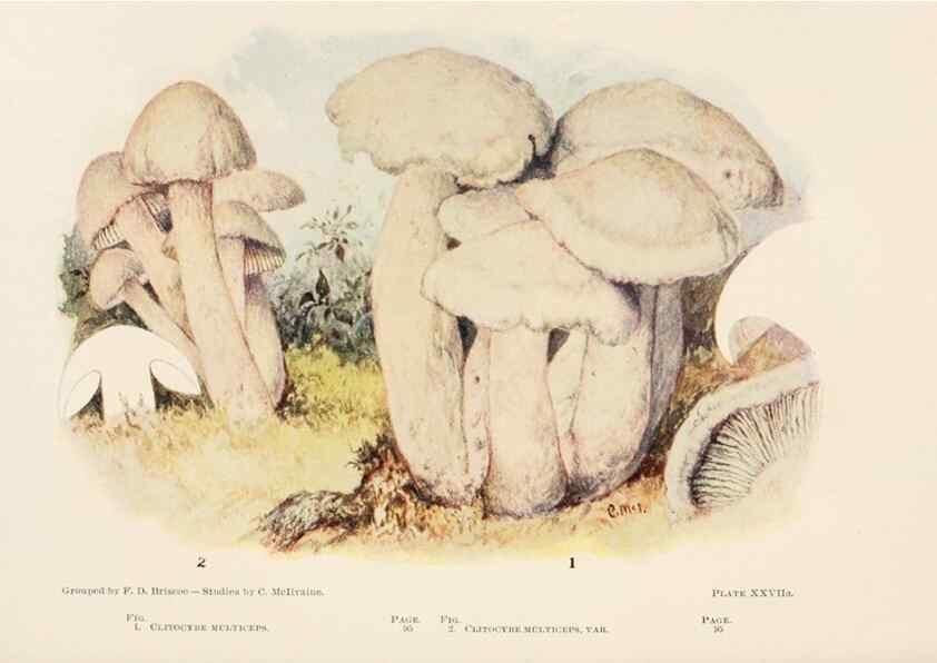 Reproducción/Reproduction 8537065810: Toadstools, mushrooms, fungi, edible and poisonous;. Indianapolis,The Bowen-Merrill Company[c1902]