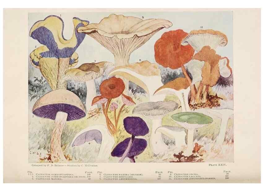 Reproducción/Reproduction 8535960717: Toadstools, mushrooms, fungi, edible and poisonous;. Indianapolis,The Bowen-Merrill Company[c1902]