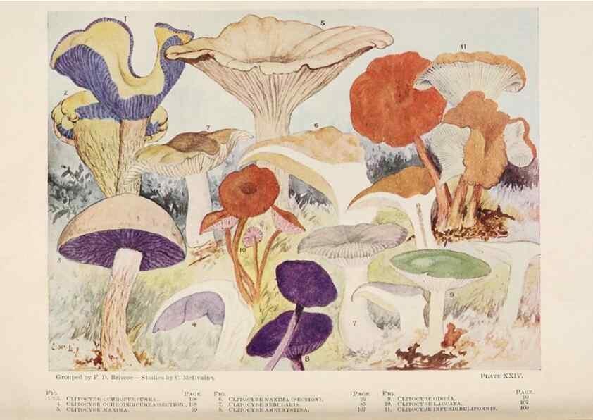 Reproducción/Reproduction 8535960717: Toadstools, mushrooms, fungi, edible and poisonous;. Indianapolis,The Bowen-Merrill Company[c1902]
