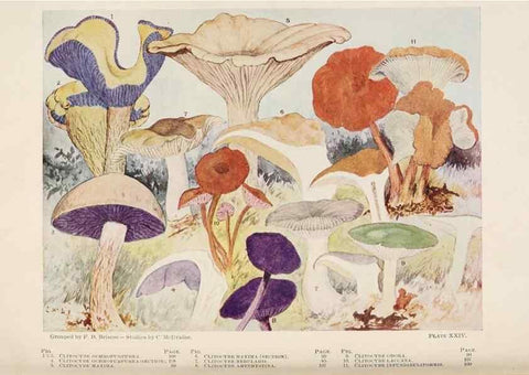 Reproducción/Reproduction 8535960717: Toadstools, mushrooms, fungi, edible and poisonous;. Indianapolis,The Bowen-Merrill Company[c1902]