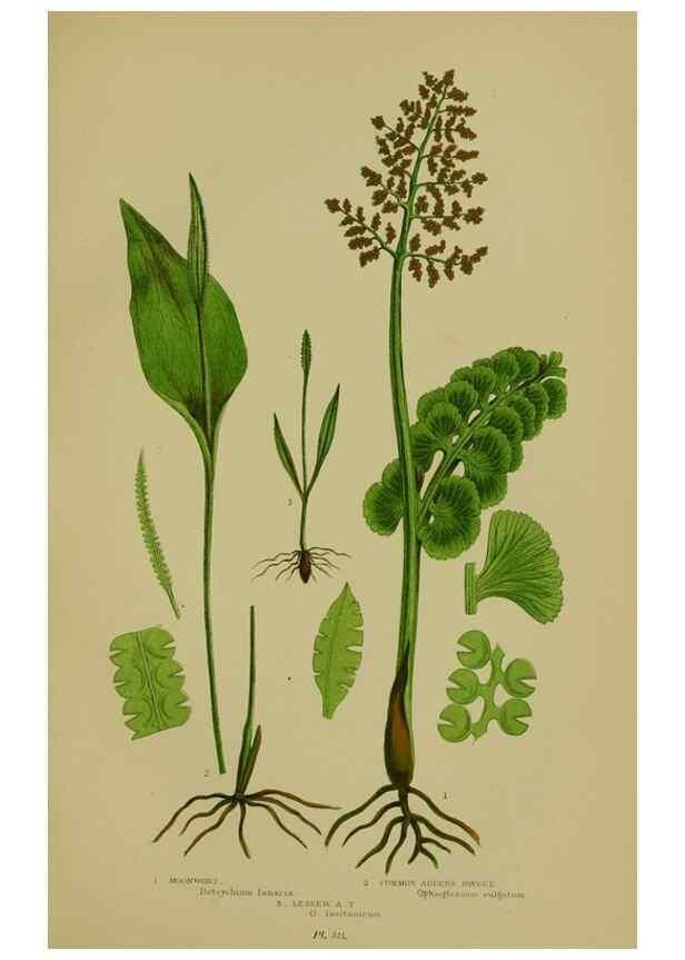 Reproducción/Reproduction 8518467983: The flowering plants, grasses, sedges, & ferns of Great Britain. London,F. Warne,1905.