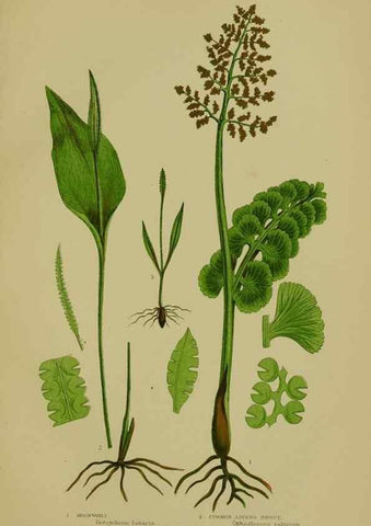Reproducción/Reproduction 8518467983: The flowering plants, grasses, sedges, & ferns of Great Britain. London,F. Warne,1905.