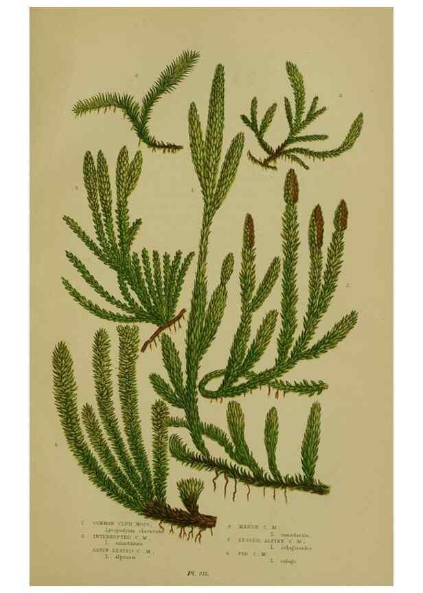 Reproducción/Reproduction 8518468557: The flowering plants, grasses, sedges, & ferns of Great Britain. London,F. Warne,1905.