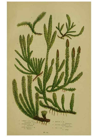 Reproducción/Reproduction 8518468557: The flowering plants, grasses, sedges, & ferns of Great Britain. London,F. Warne,1905.