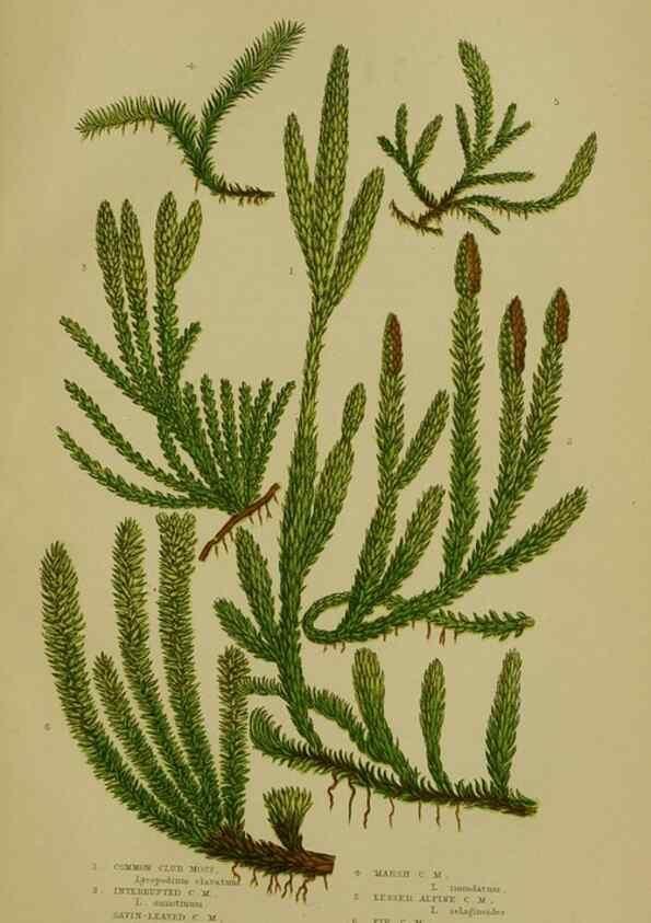 Reproducción/Reproduction 8518468557: The flowering plants, grasses, sedges, & ferns of Great Britain. London,F. Warne,1905.