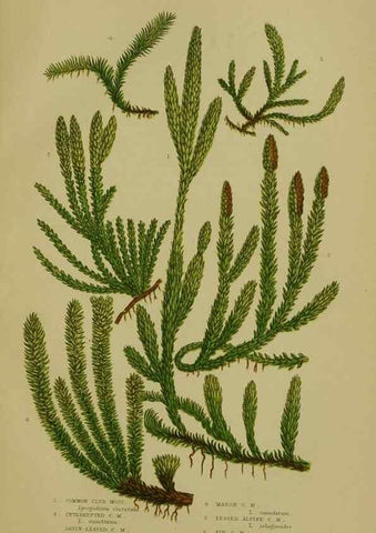 Reproducción/Reproduction 8518468557: The flowering plants, grasses, sedges, & ferns of Great Britain. London,F. Warne,1905.
