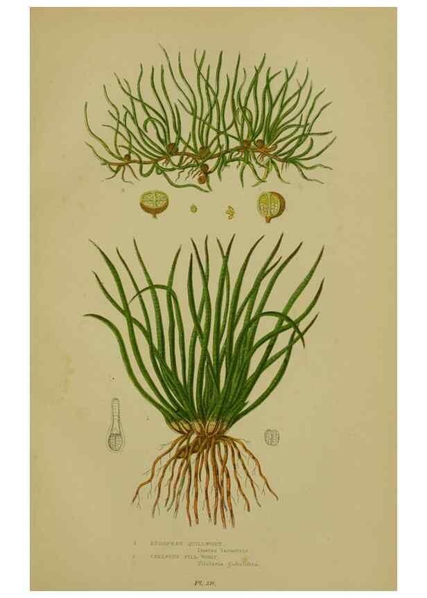 Reproducción/Reproduction 8518469241: The flowering plants, grasses, sedges, & ferns of Great Britain. London,F. Warne,1905.