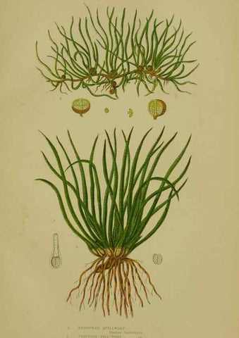 Reproducción/Reproduction 8518469241: The flowering plants, grasses, sedges, & ferns of Great Britain. London,F. Warne,1905.