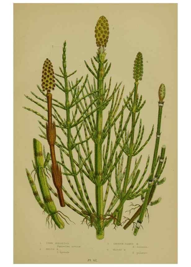 Reproducción/Reproduction 8518470115: The flowering plants, grasses, sedges, & ferns of Great Britain. London,F. Warne,1905.
