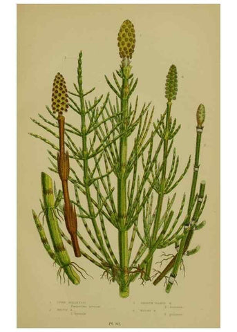 Reproducción/Reproduction 8518470115: The flowering plants, grasses, sedges, & ferns of Great Britain. London,F. Warne,1905.