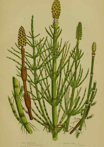 Reproducción/Reproduction 8518470115: The flowering plants, grasses, sedges, & ferns of Great Britain. London,F. Warne,1905.