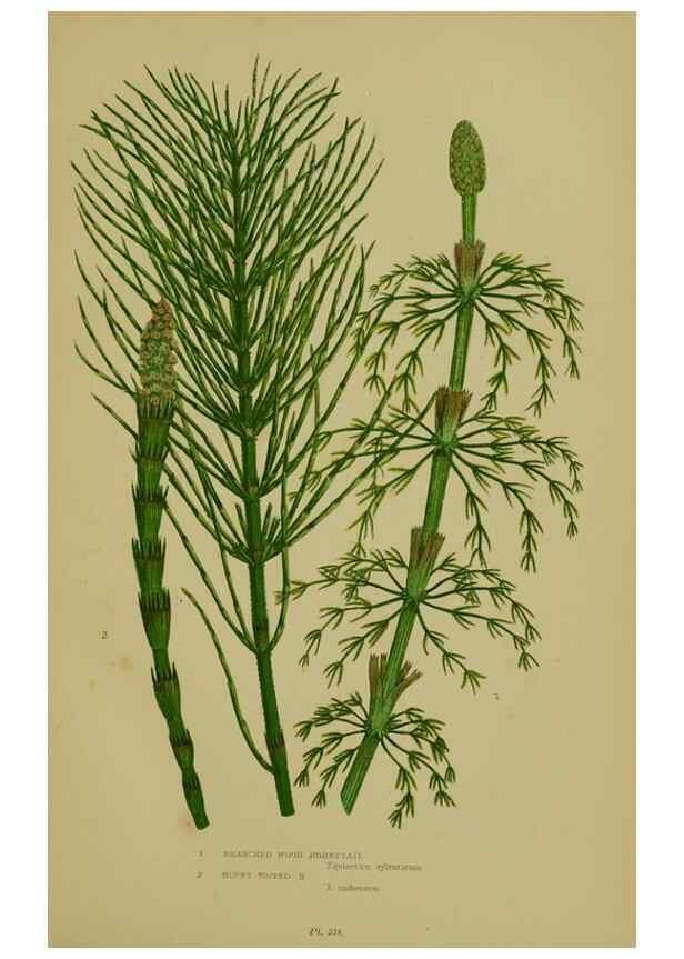 Reproducción/Reproduction 8518470689: The flowering plants, grasses, sedges, & ferns of Great Britain. London,F. Warne,1905.