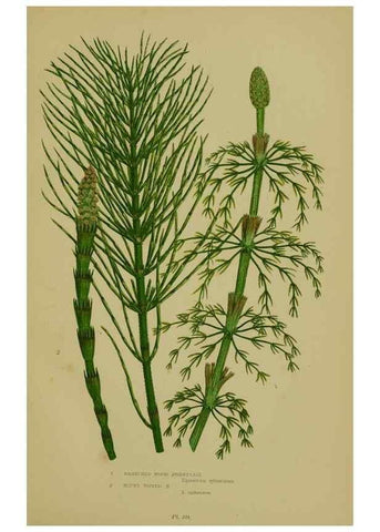 Reproducción/Reproduction 8518470689: The flowering plants, grasses, sedges, & ferns of Great Britain. London,F. Warne,1905.