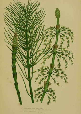 Reproducción/Reproduction 8518470689: The flowering plants, grasses, sedges, & ferns of Great Britain. London,F. Warne,1905.