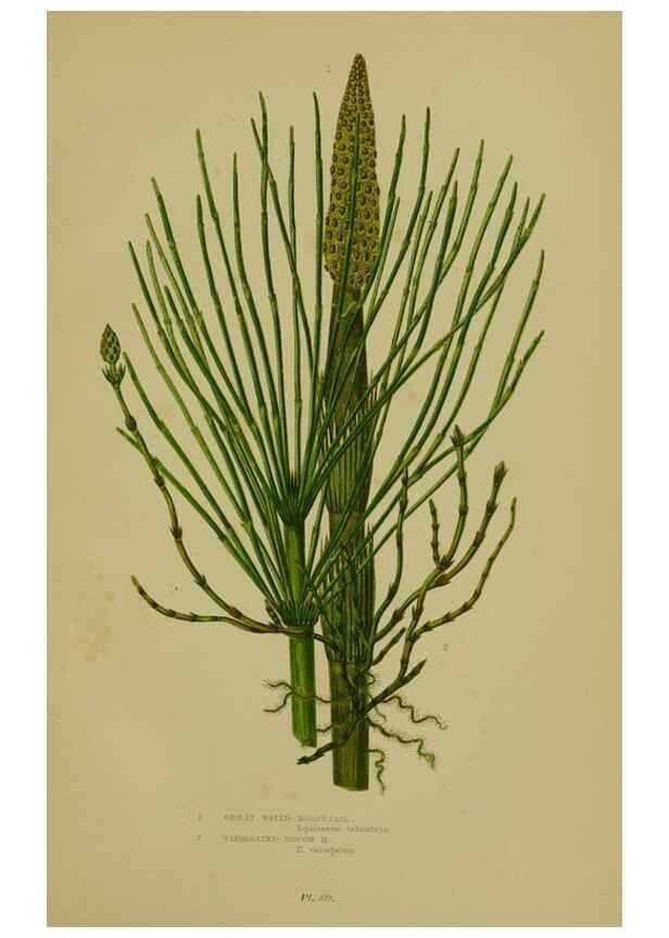 Reproducción/Reproduction 8519583956: The flowering plants, grasses, sedges, & ferns of Great Britain. London,F. Warne,1905.