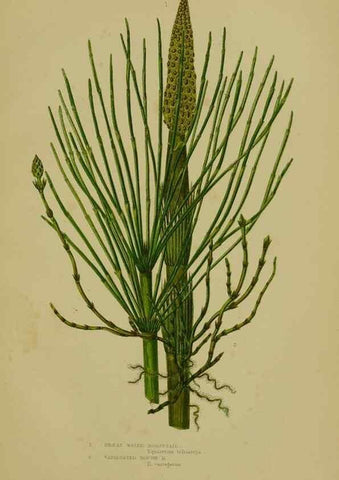 Reproducción/Reproduction 8519583956: The flowering plants, grasses, sedges, & ferns of Great Britain. London,F. Warne,1905.