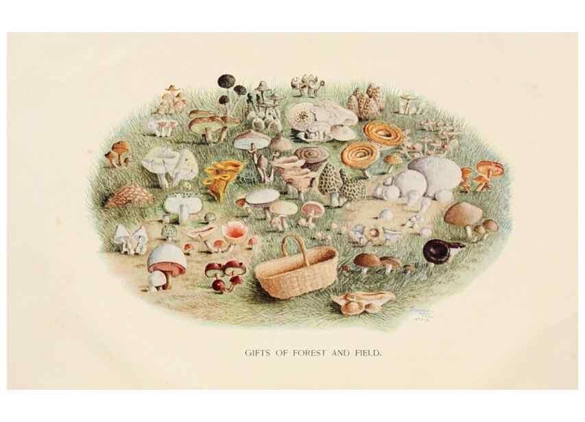 Reproducción/Reproduction 8537040170: Toadstools, mushrooms, fungi, edible and poisonous;. Indianapolis,The Bowen-Merrill Company[c1902]