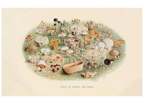 Reproducción/Reproduction 8537040170: Toadstools, mushrooms, fungi, edible and poisonous;. Indianapolis,The Bowen-Merrill Company[c1902]