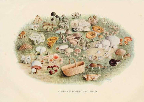 Reproducción/Reproduction 8537040170: Toadstools, mushrooms, fungi, edible and poisonous;. Indianapolis,The Bowen-Merrill Company[c1902]