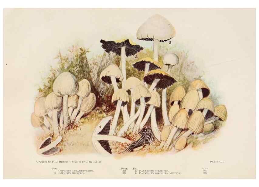 Reproducción/Reproduction 8535974599: Toadstools, mushrooms, fungi, edible and poisonous;. Indianapolis,The Bowen-Merrill Company[c1902]