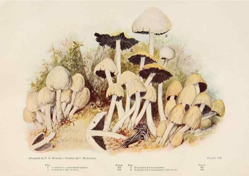 Reproducción/Reproduction 8535974599: Toadstools, mushrooms, fungi, edible and poisonous;. Indianapolis,The Bowen-Merrill Company[c1902]