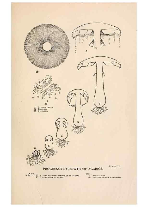 Reproducción/Reproduction 8537040698: Toadstools, mushrooms, fungi, edible and poisonous;. Indianapolis,The Bowen-Merrill Company[c1902]