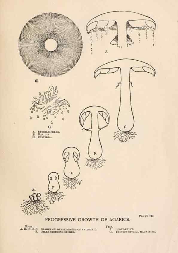 Reproducción/Reproduction 8537040698: Toadstools, mushrooms, fungi, edible and poisonous;. Indianapolis,The Bowen-Merrill Company[c1902]