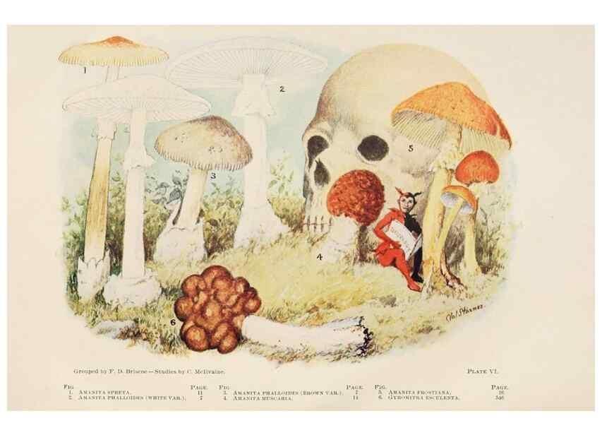 Reproducción/Reproduction 8537059334: Toadstools, mushrooms, fungi, edible and poisonous;. Indianapolis,The Bowen-Merrill Company[c1902]