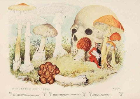 Reproducción/Reproduction 8537059334: Toadstools, mushrooms, fungi, edible and poisonous;. Indianapolis,The Bowen-Merrill Company[c1902]