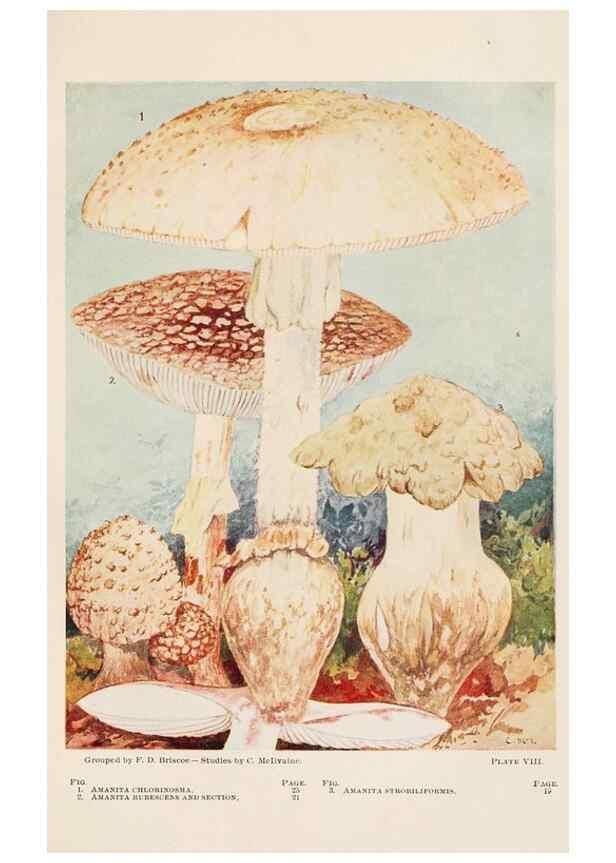 Reproducción/Reproduction 8535955495: Toadstools, mushrooms, fungi, edible and poisonous;. Indianapolis,The Bowen-Merrill Company[c1902]